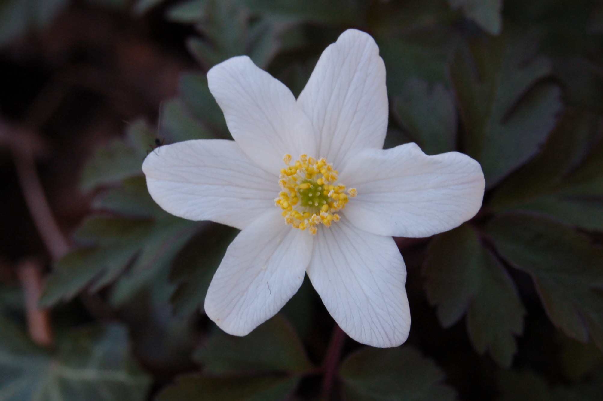 Scilla bifolia, Anemone nemorosa, Viola e Tussilago farfara